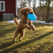 Hundfrisbee i gummi för apportlek
