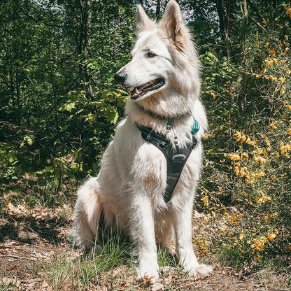 Säkerhetssele för hund